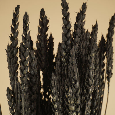 Gedroogde tarwe – zwart