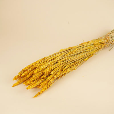 Dried wheat yellow