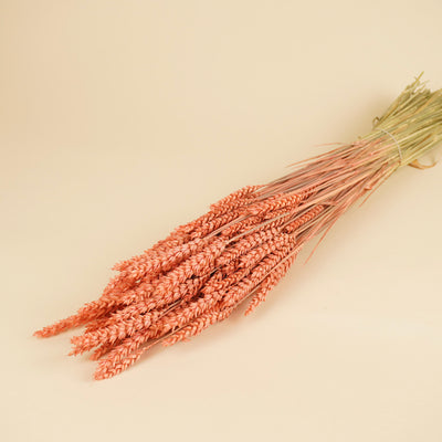 Gedroogde Tarwe – roze