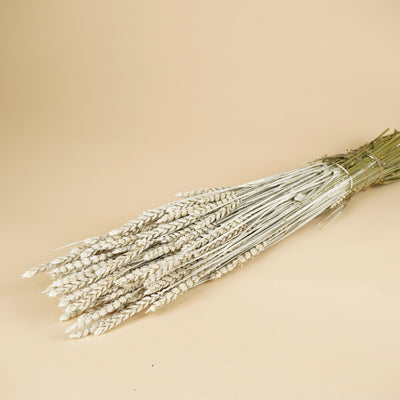 Gedroogde tarwe – wit geverfd