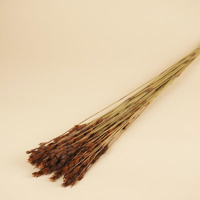 Getrocknetes Stroh -Schilf