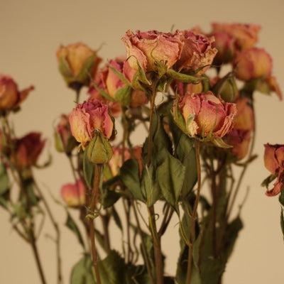 Gedroogde trosroosjes – roze