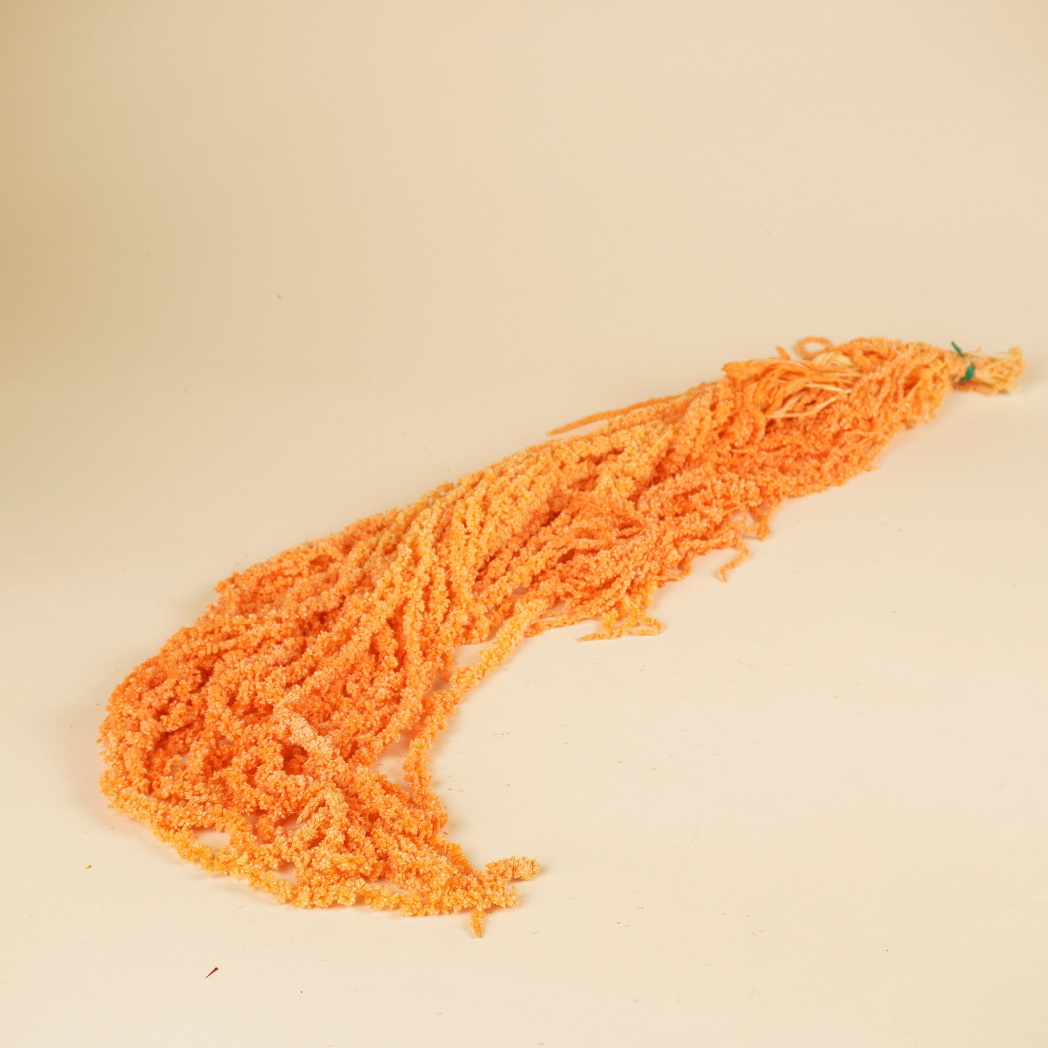 Gepreserveerd amaranthus caudatus  – terra
