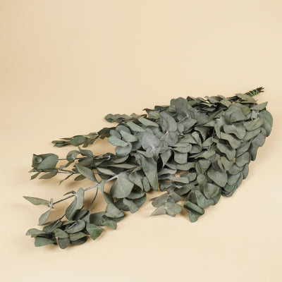 Eukalyptus cinerea erhalten