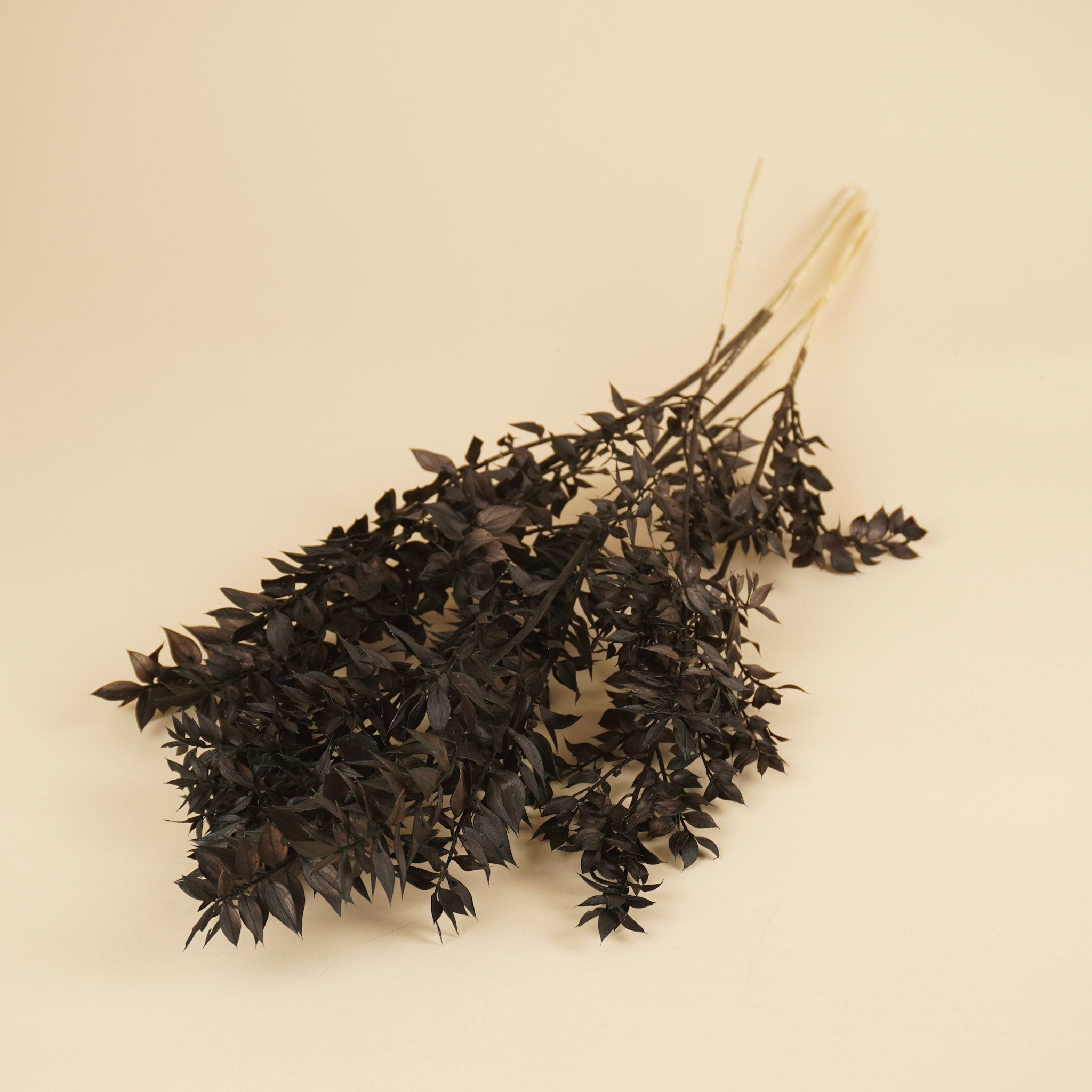 Gepreserveerd ruscus - zwart