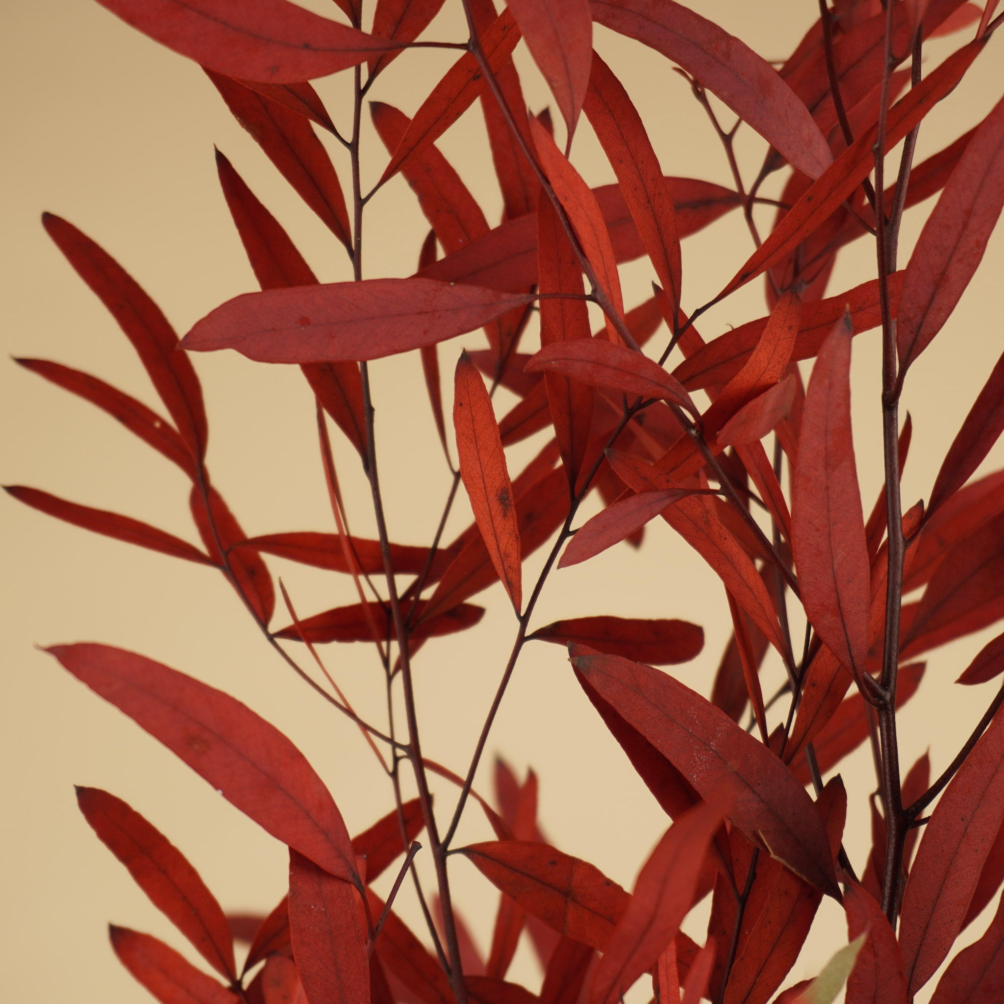 Gepreserveerde eucalyptus nicoly – rood