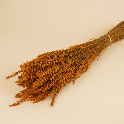Gepreserveerde lavendel – diep oranje