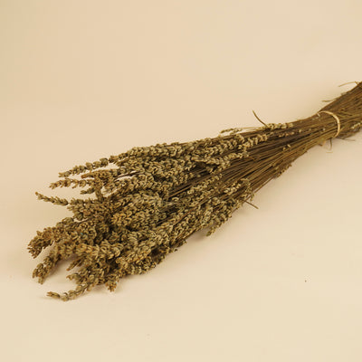 Gepreserveerde lavendel – groen