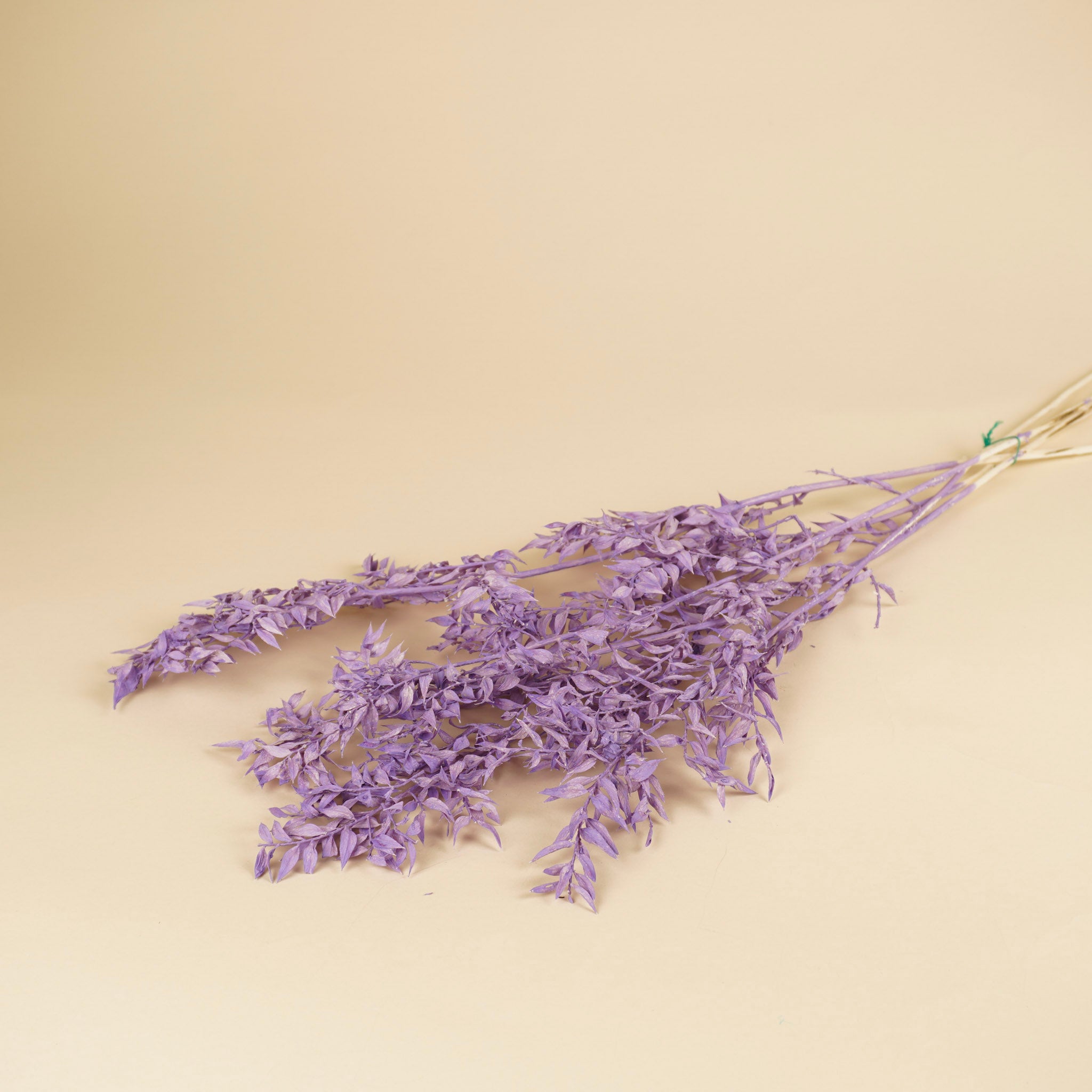 Gepreserveerde ruscus – milka