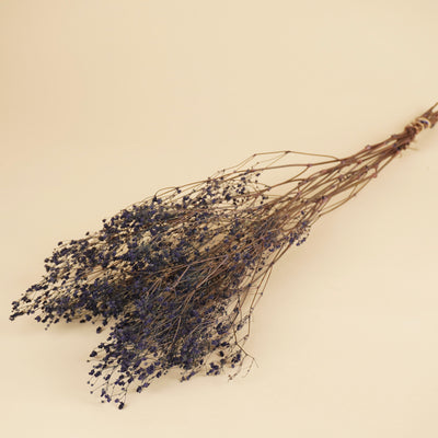 Gipskruid (Gypsophilia) – blauw