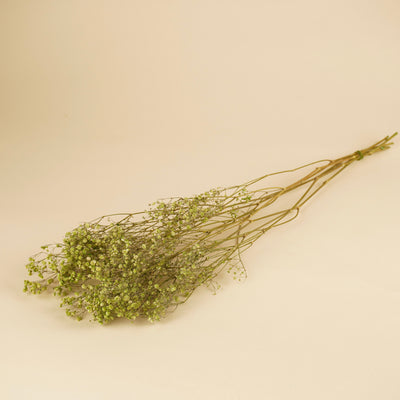 Gypsophila dried green (gypsum)