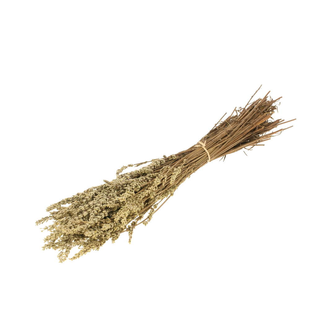 Gepreserveerde Lavendel – Groen