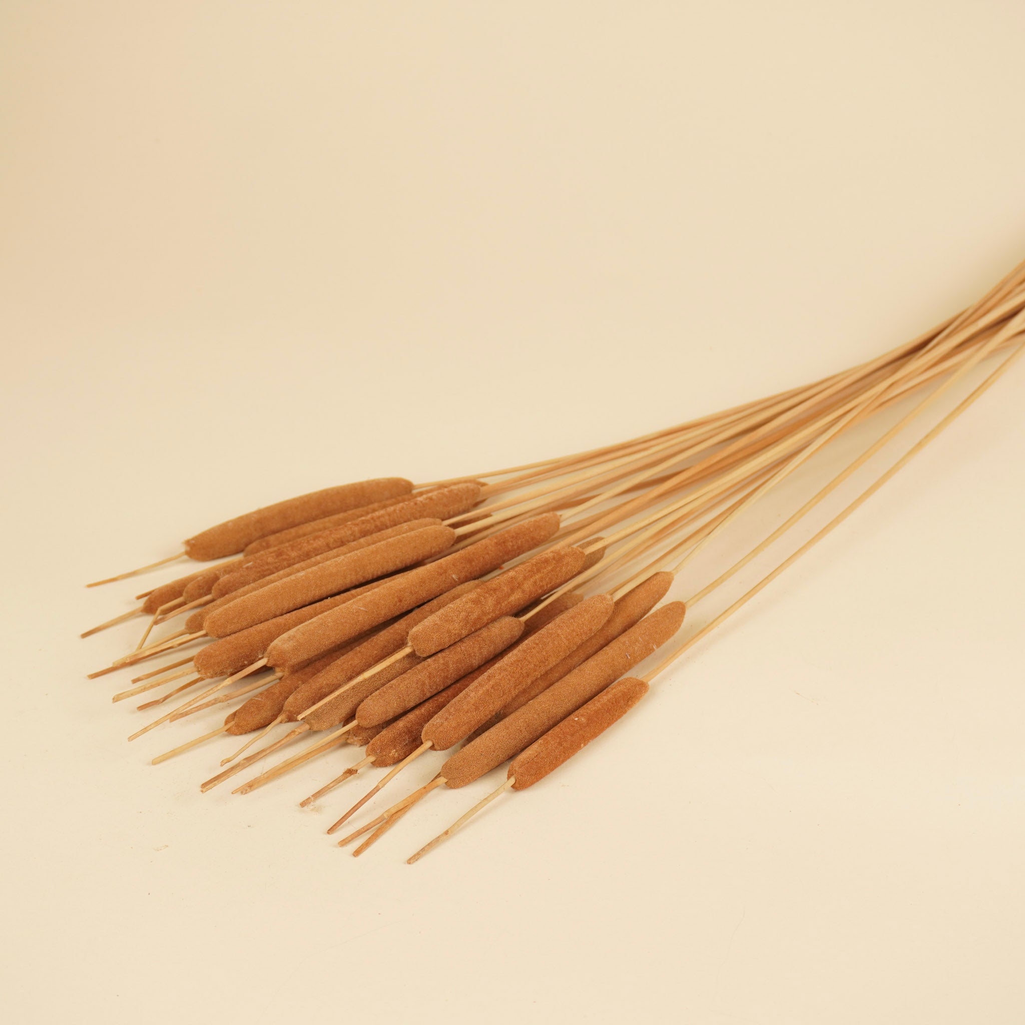 Typha canne cigare naturel (lisdodde)