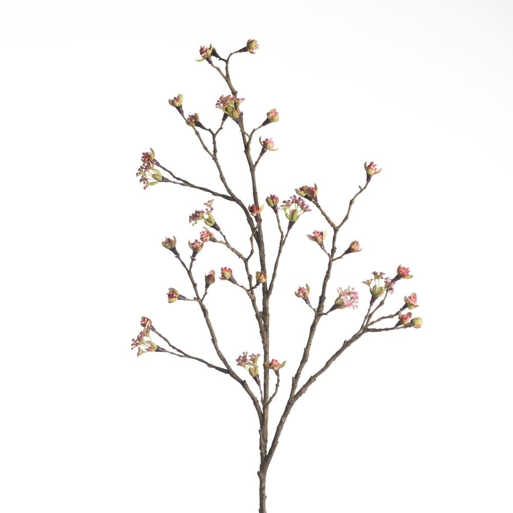 Viburnum Bodnantense à soie – Rose tendre (110 cm)