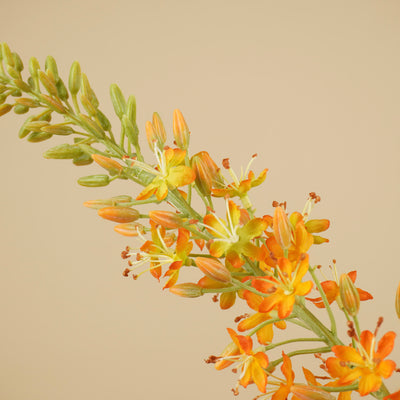 Zijde eremurus warm oranje