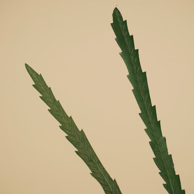 Grevillea soyeux – Vert (85 cm)
