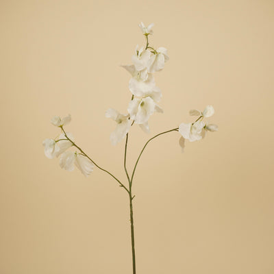 Zijde Lathyrus – Ivoor (75 cm)