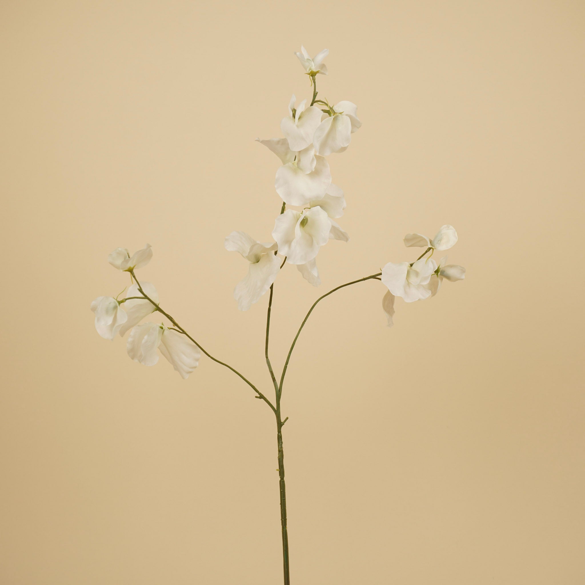 Zijde Lathyrus – Crème (75 cm)