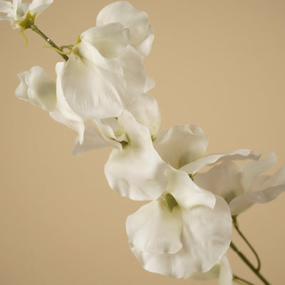 Zijde Lathyrus – Ivoor (75 cm)