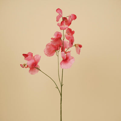 Zijde Lathyrus – Roze (75 cm)