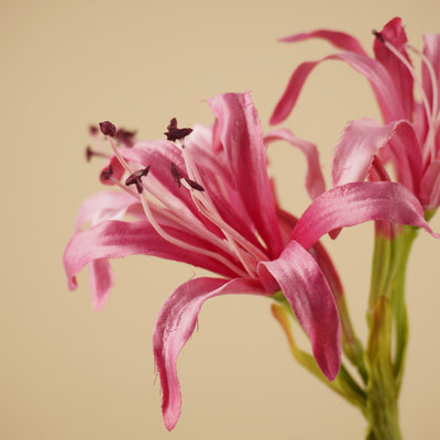 Zijde Nerine Tak – Zacht Roze (65 cm)