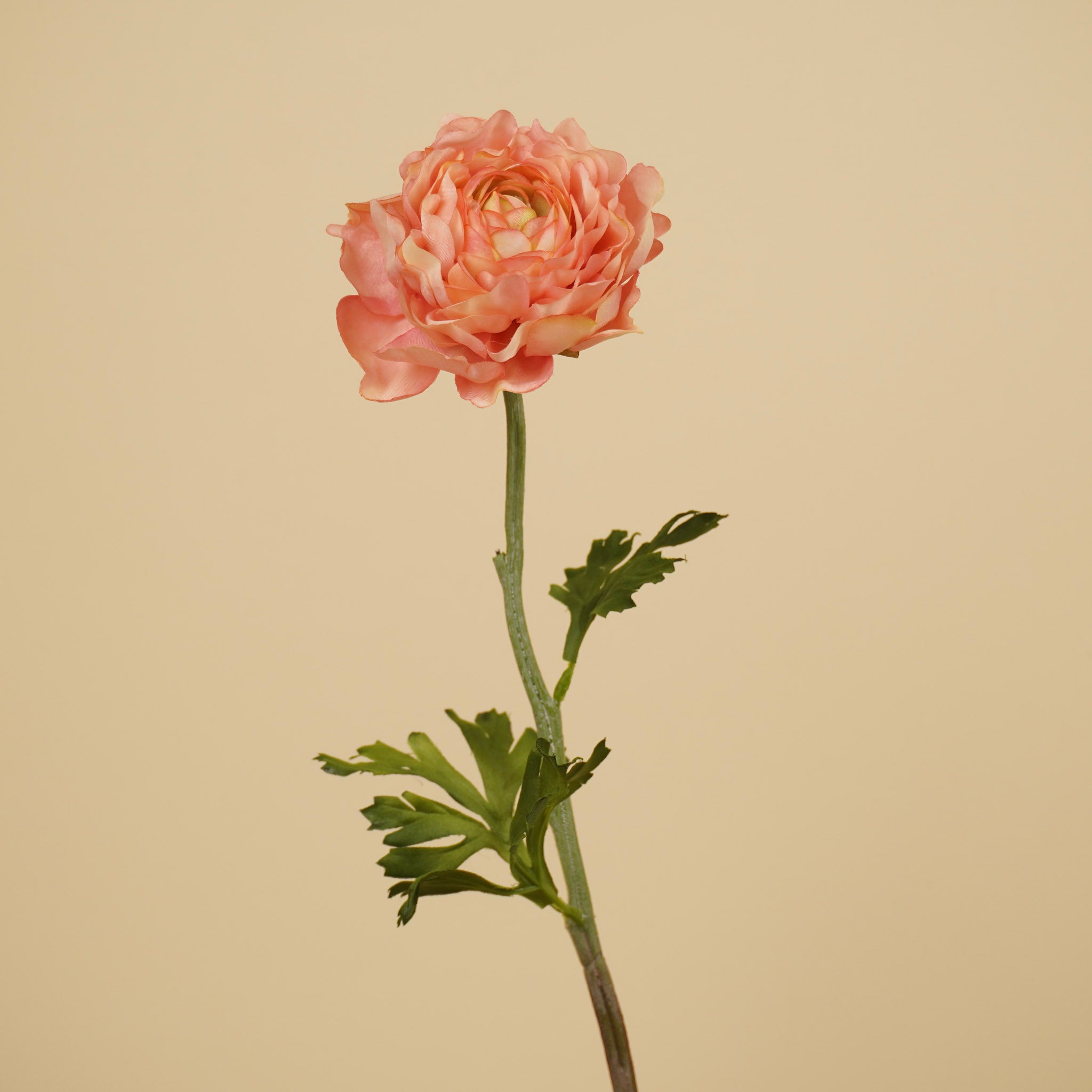 Zijde Ranonkel Spray – Roze (50 cm)
