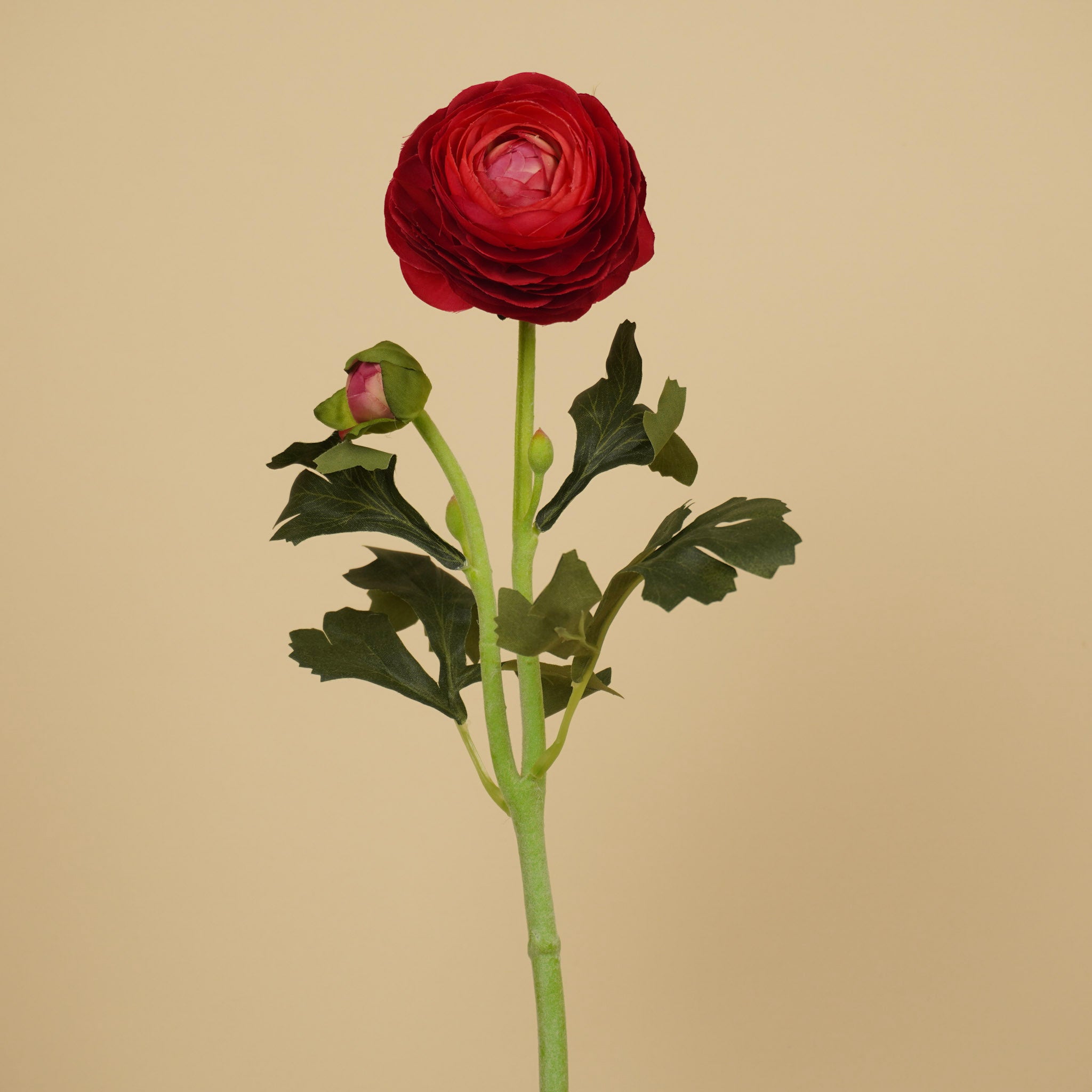 Zijde Ranunculus – Diep Bordeaux (51 cm)