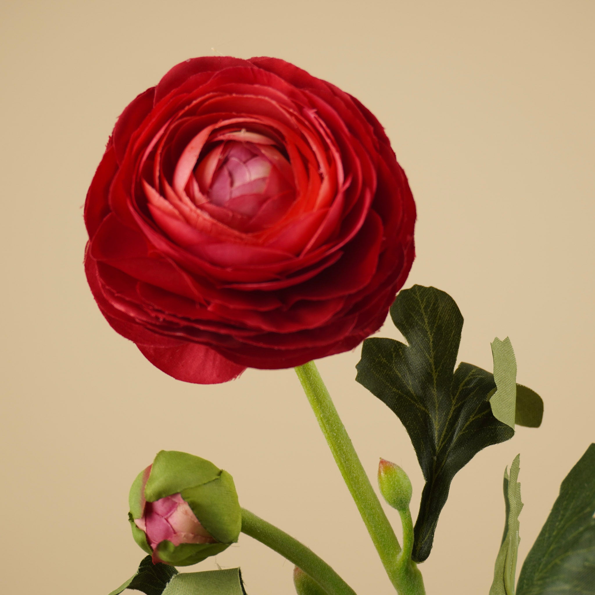 Zijde Ranunculus – Diep Bordeaux (51 cm)