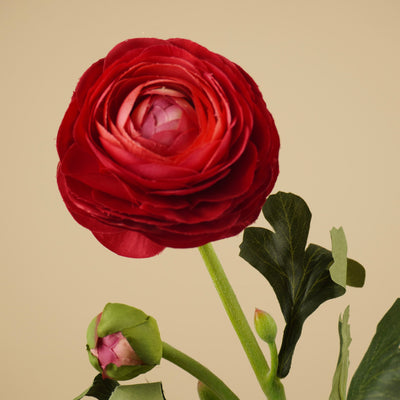Zijde Ranunculus – Diep Bordeaux (51 cm)