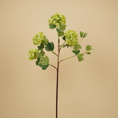 Viburnum soyeux boule de neige – Vert (75 cm)